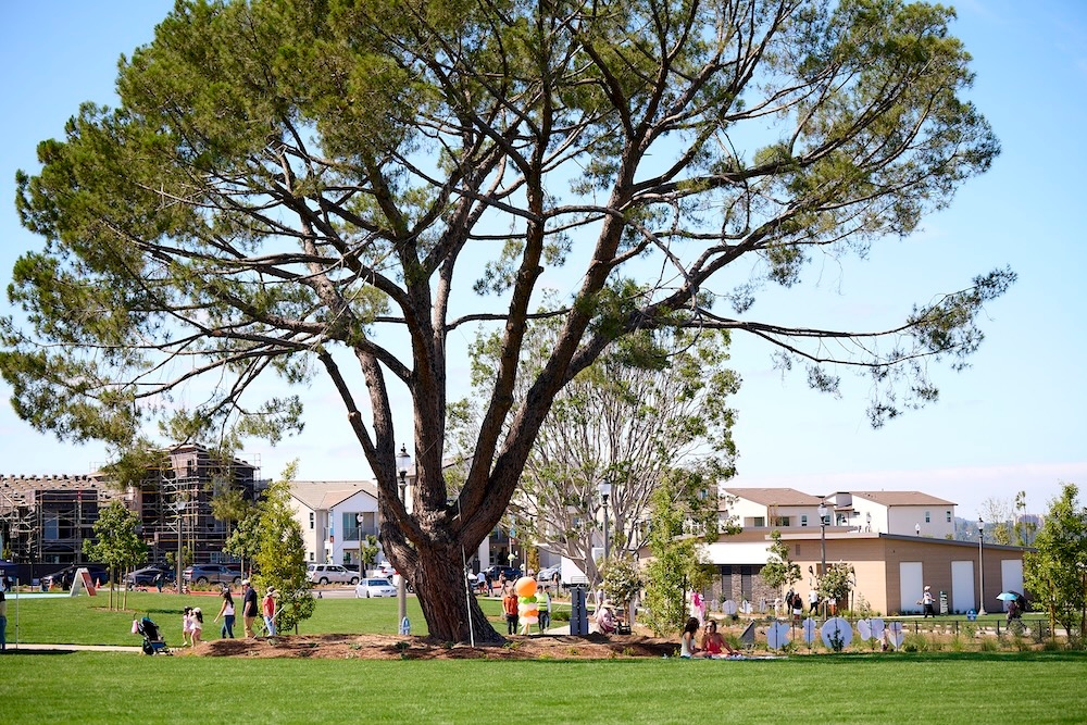 Rooted in History: The Heritage Trees That Define Great Park Neighborhoods